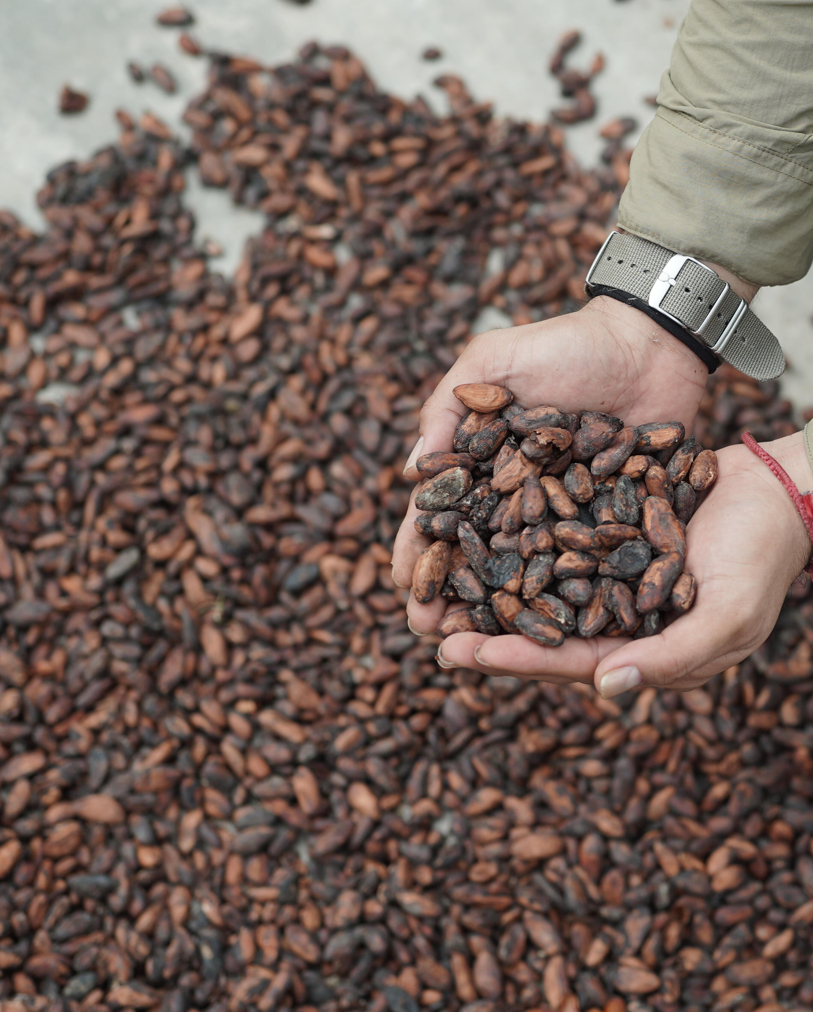 Nusa Dispatch - Cocoa & Chocolate